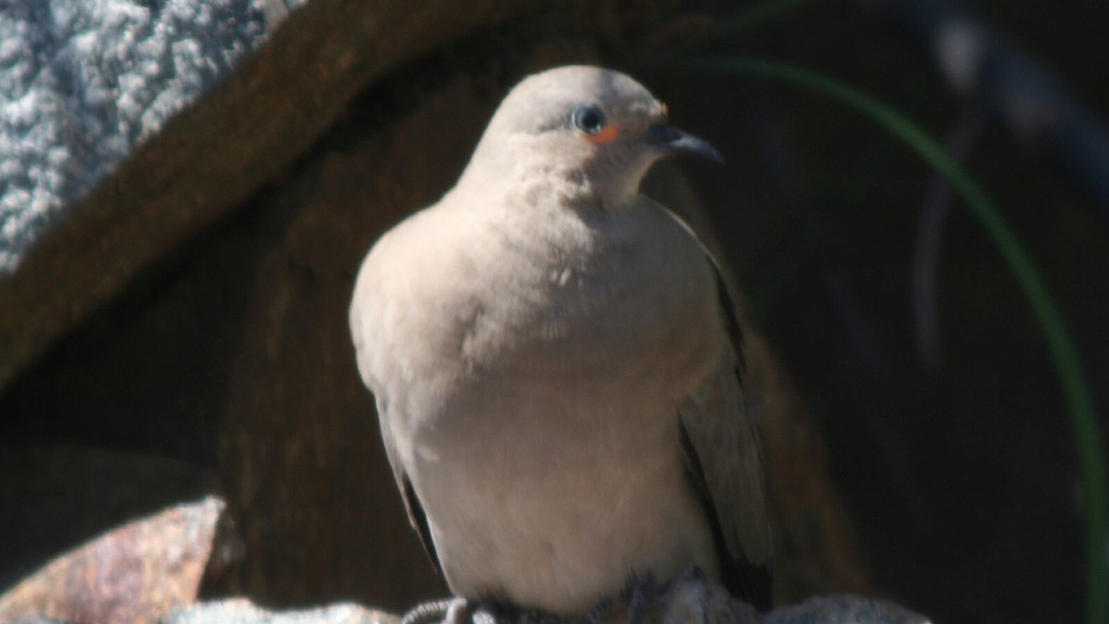 Black-winged Ground Dove