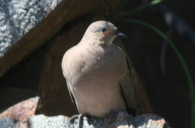 Black-winged Ground Dove
