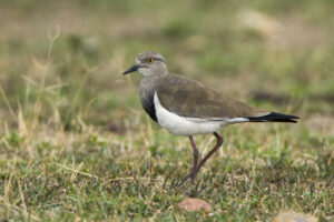 Black-winged Lapwing