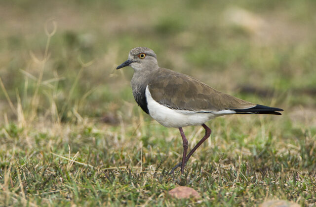 Black-winged Lapwing