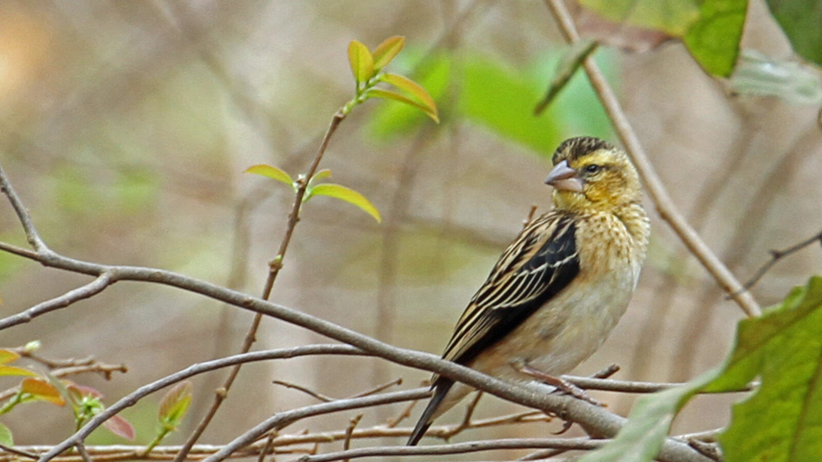 Black-winged Red Bishop