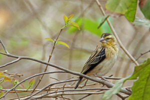 Black-winged Red Bishop