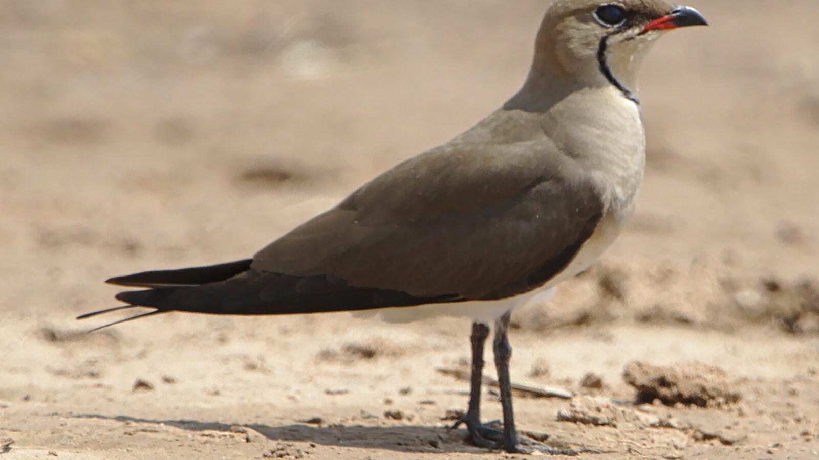 Black-winged Pratincole