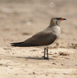 Black-winged Pratincole
