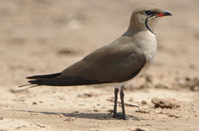 Black-winged Pratincole