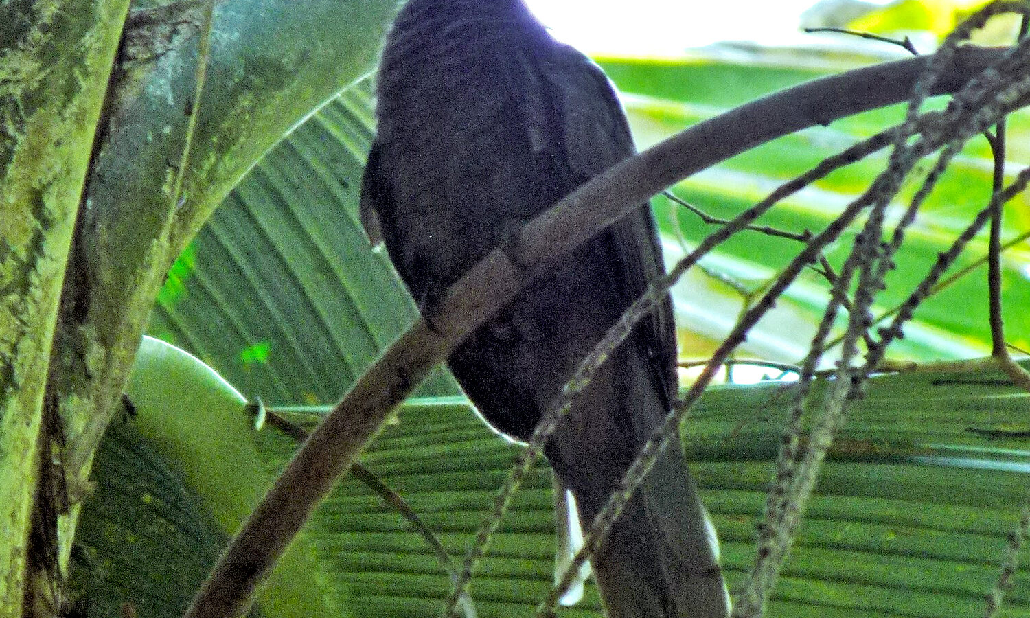 Seychelles Black Parrot