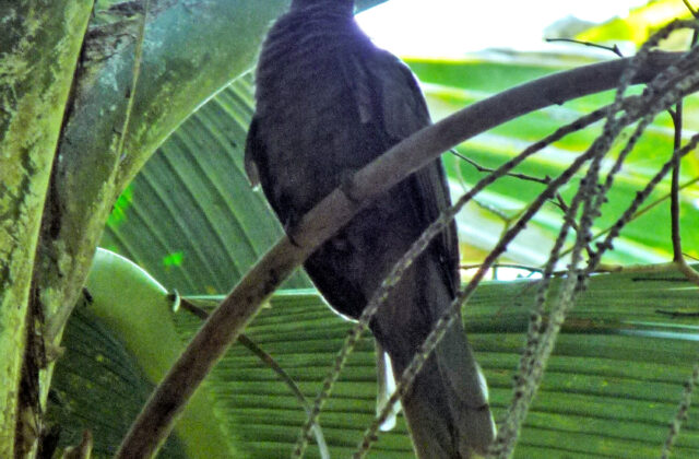 Seychelles Black Parrot