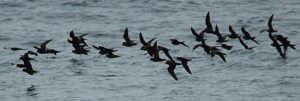 Black Storm Petrel