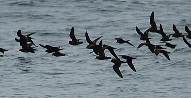 Black Storm Petrel