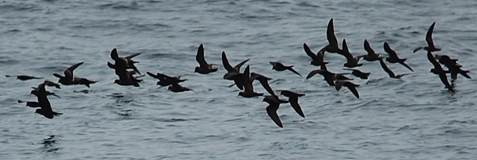 Black Storm Petrel