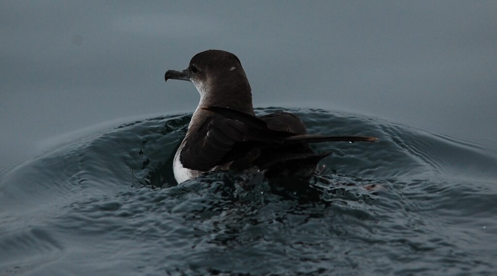 Black-vented Shearwater