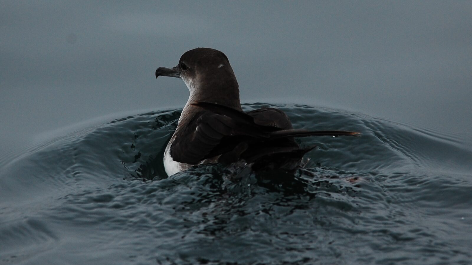 Black-vented Shearwater