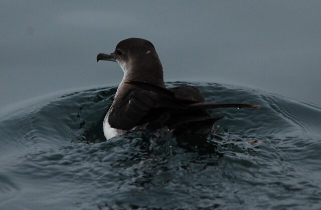 Black-vented Shearwater