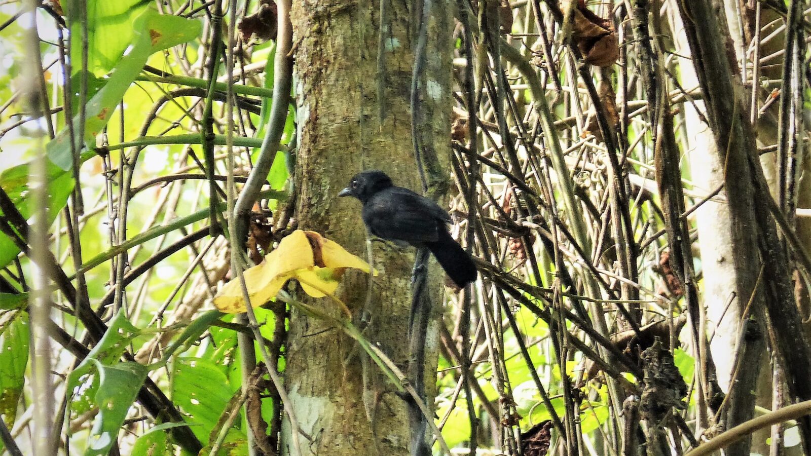 Black Antshrike