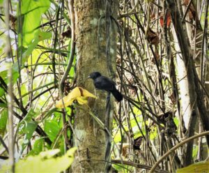 Black Antshrike