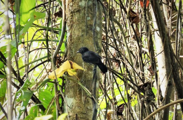Black Antshrike