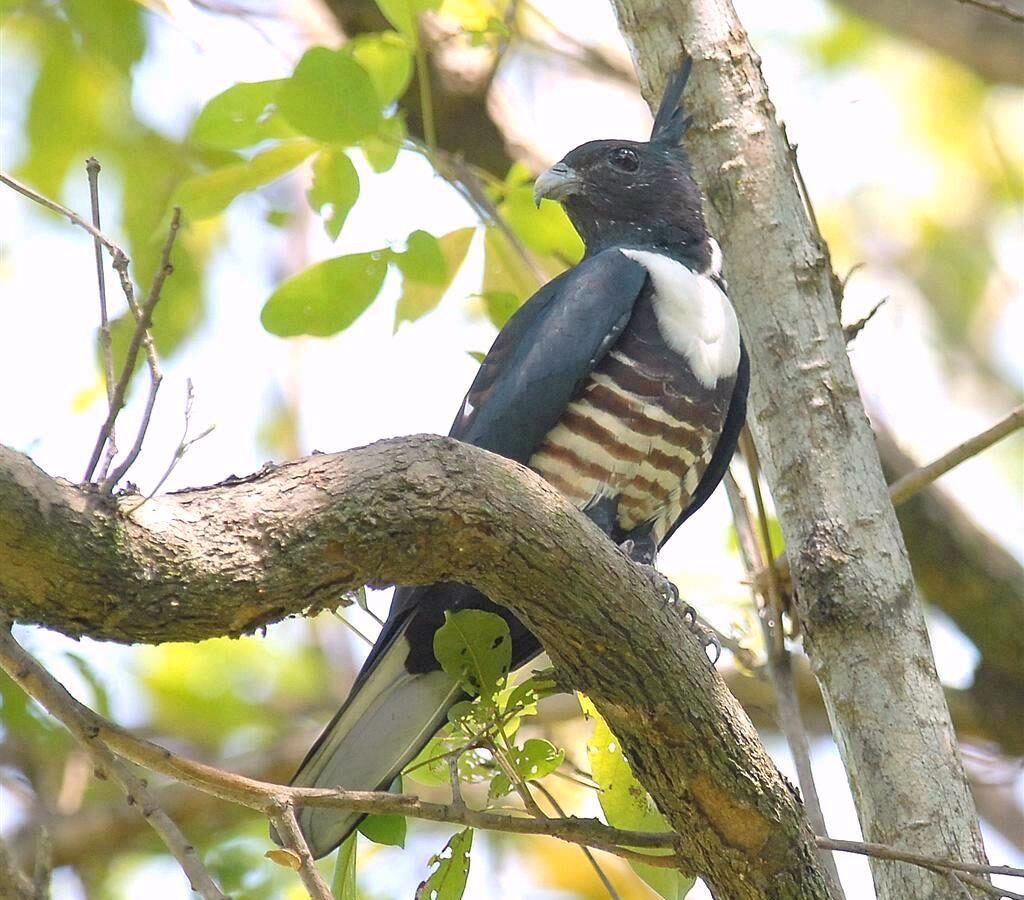 Black Baza
