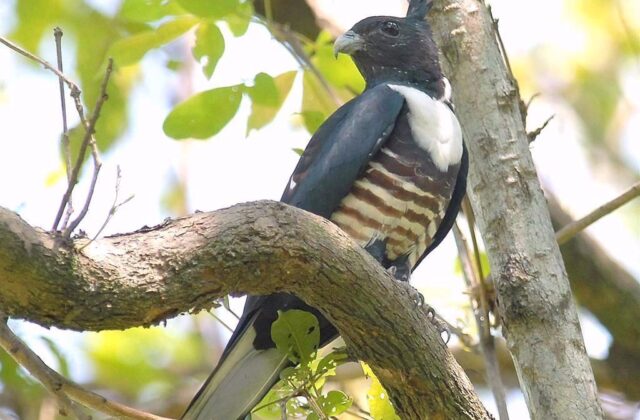 Black Baza