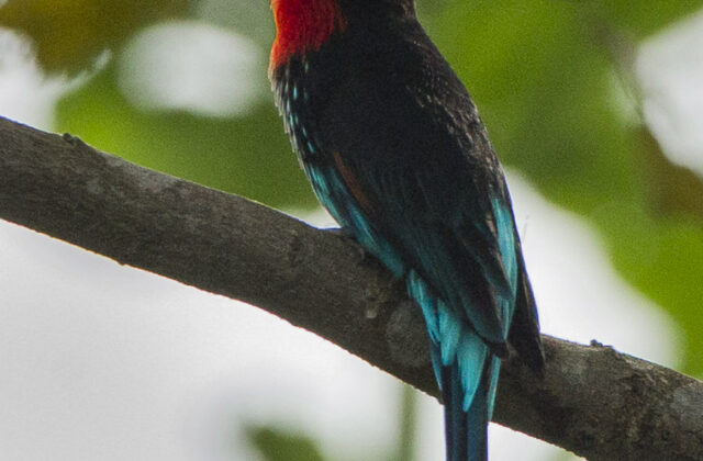 Black Bee-eater