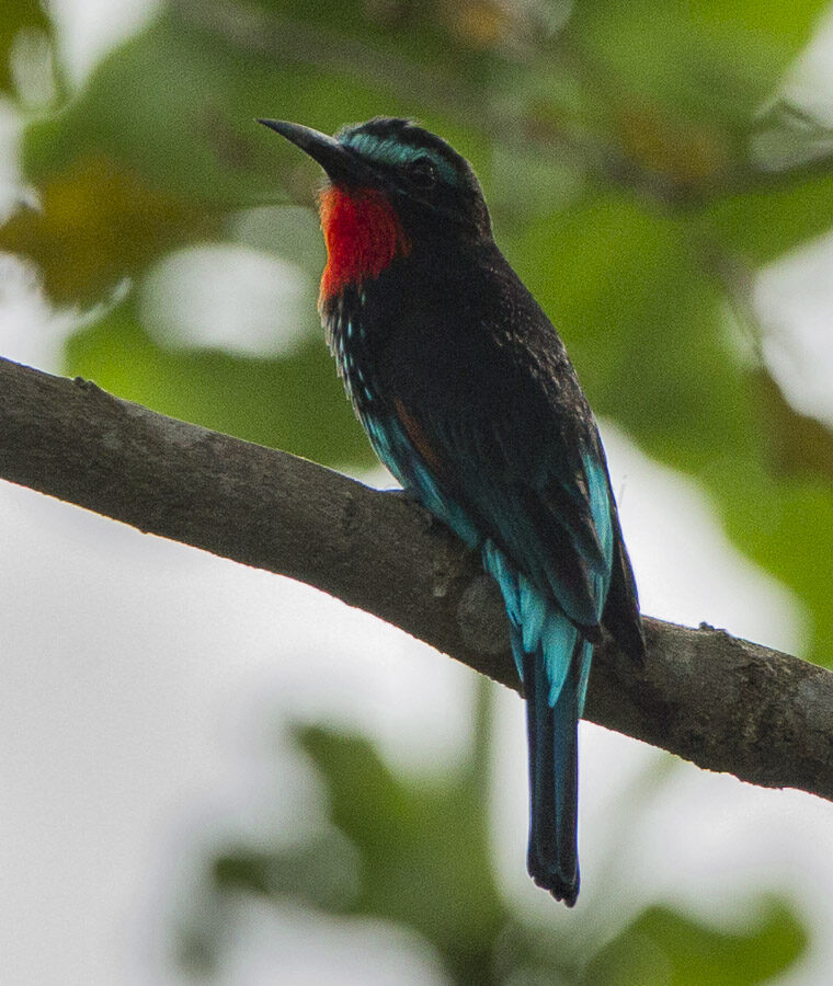 Black Bee-eater