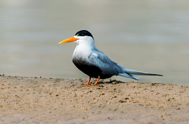 Black-bellied Tern