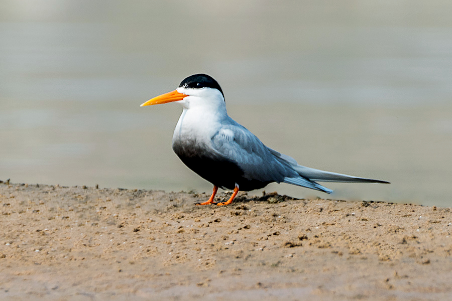 Black-bellied Tern