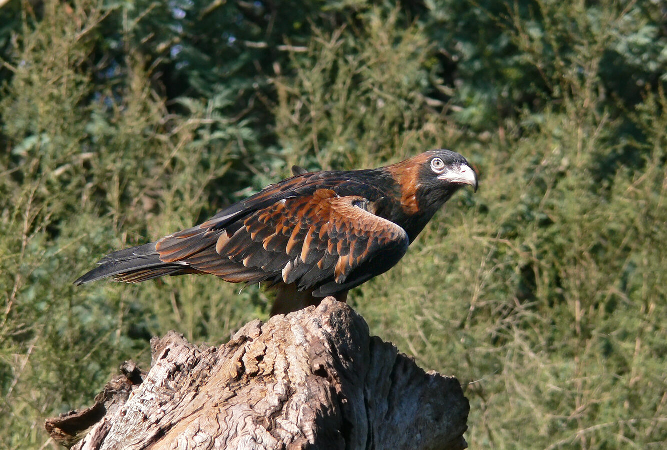 Black-breasted Buzzard