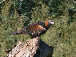 Black-breasted Buzzard