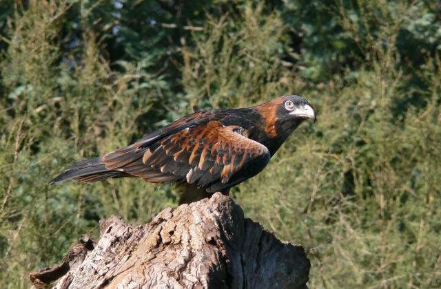Black-breasted Buzzard