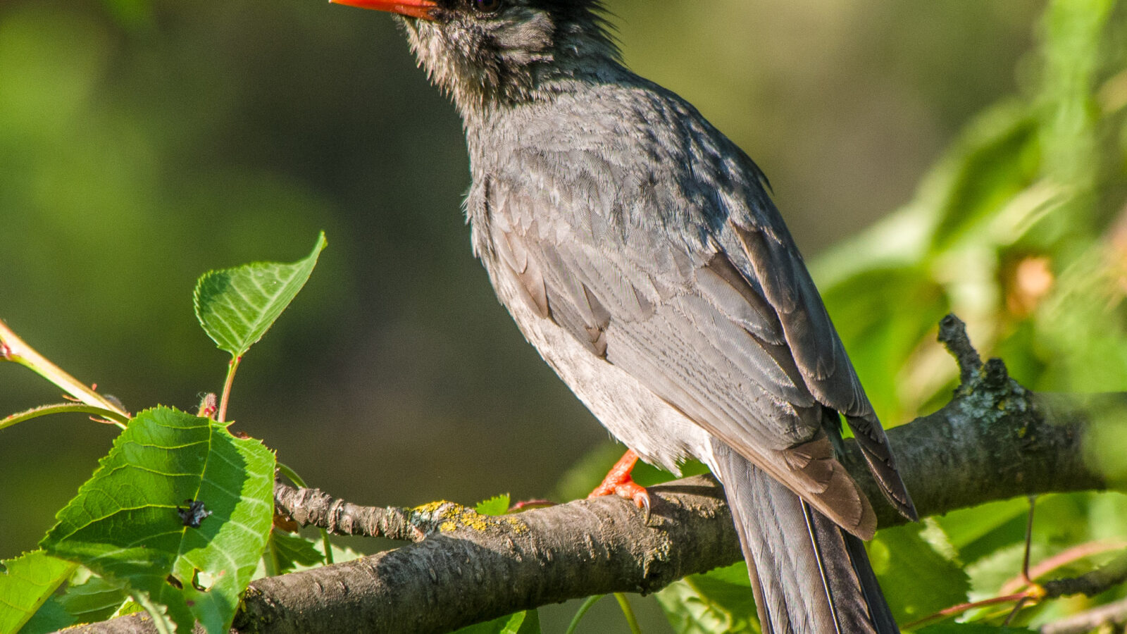 Black Bulbul