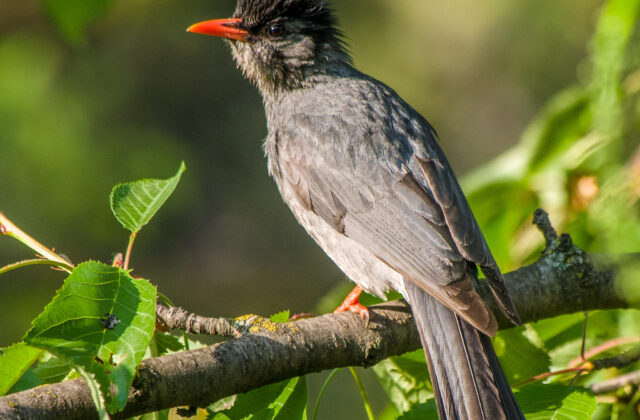 Black Bulbul