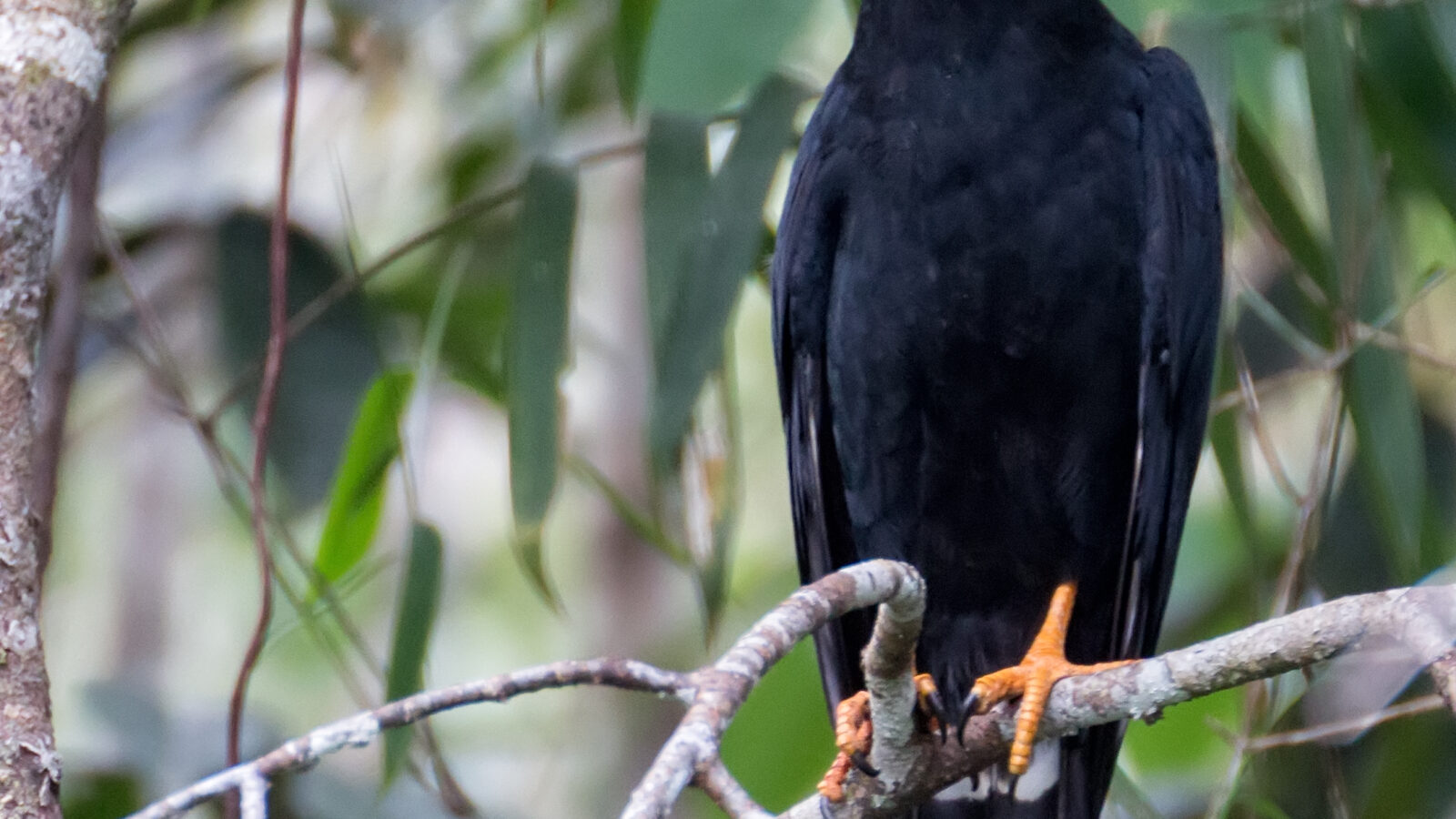 Black Caracara
