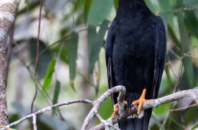 Black Caracara