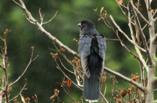 Black Cuckoo
