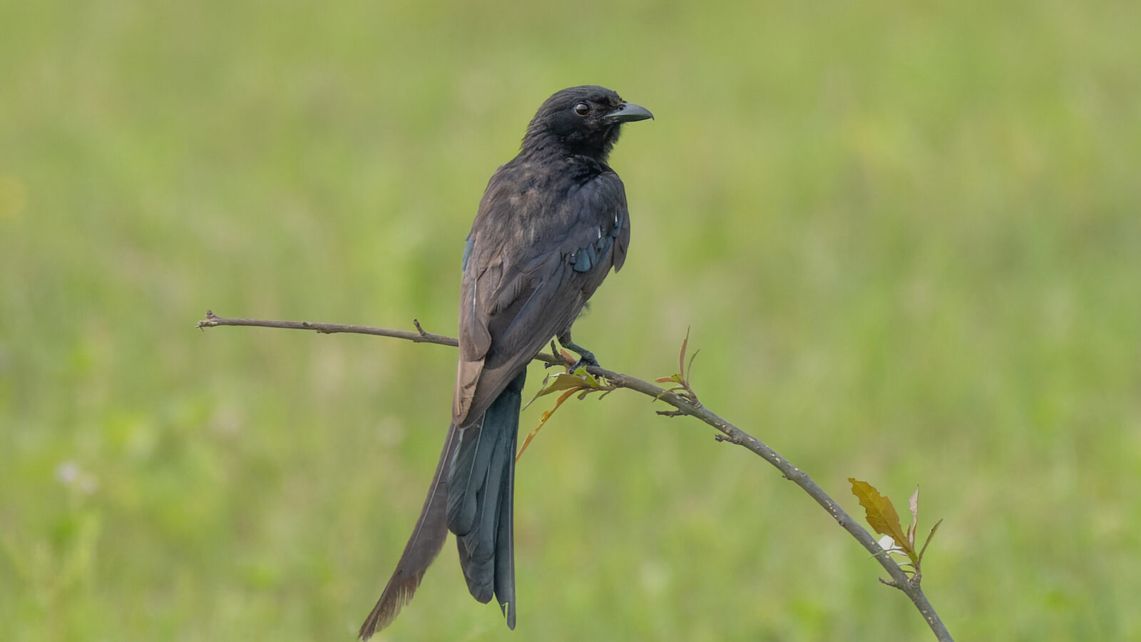 Black Drongo