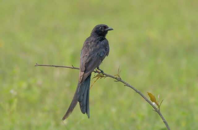 Black Drongo