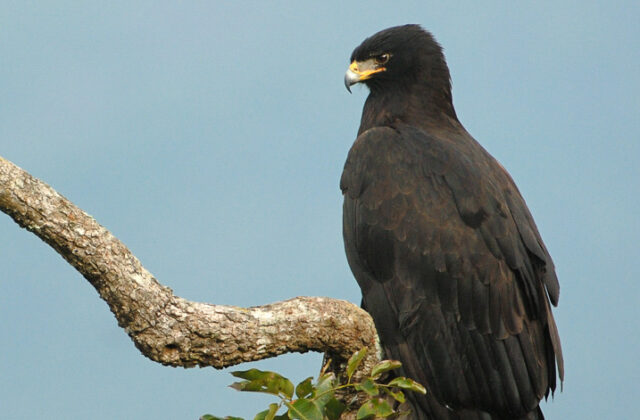 Black Eagle