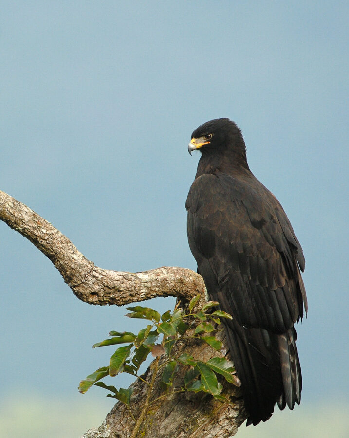 Black Eagle