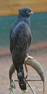 Black Hawk-Eagle