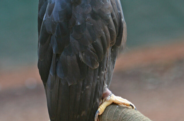 Black Hawk-Eagle