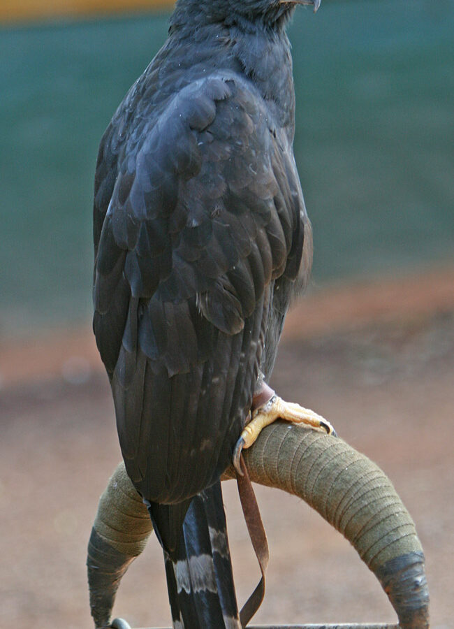 Black Hawk-Eagle