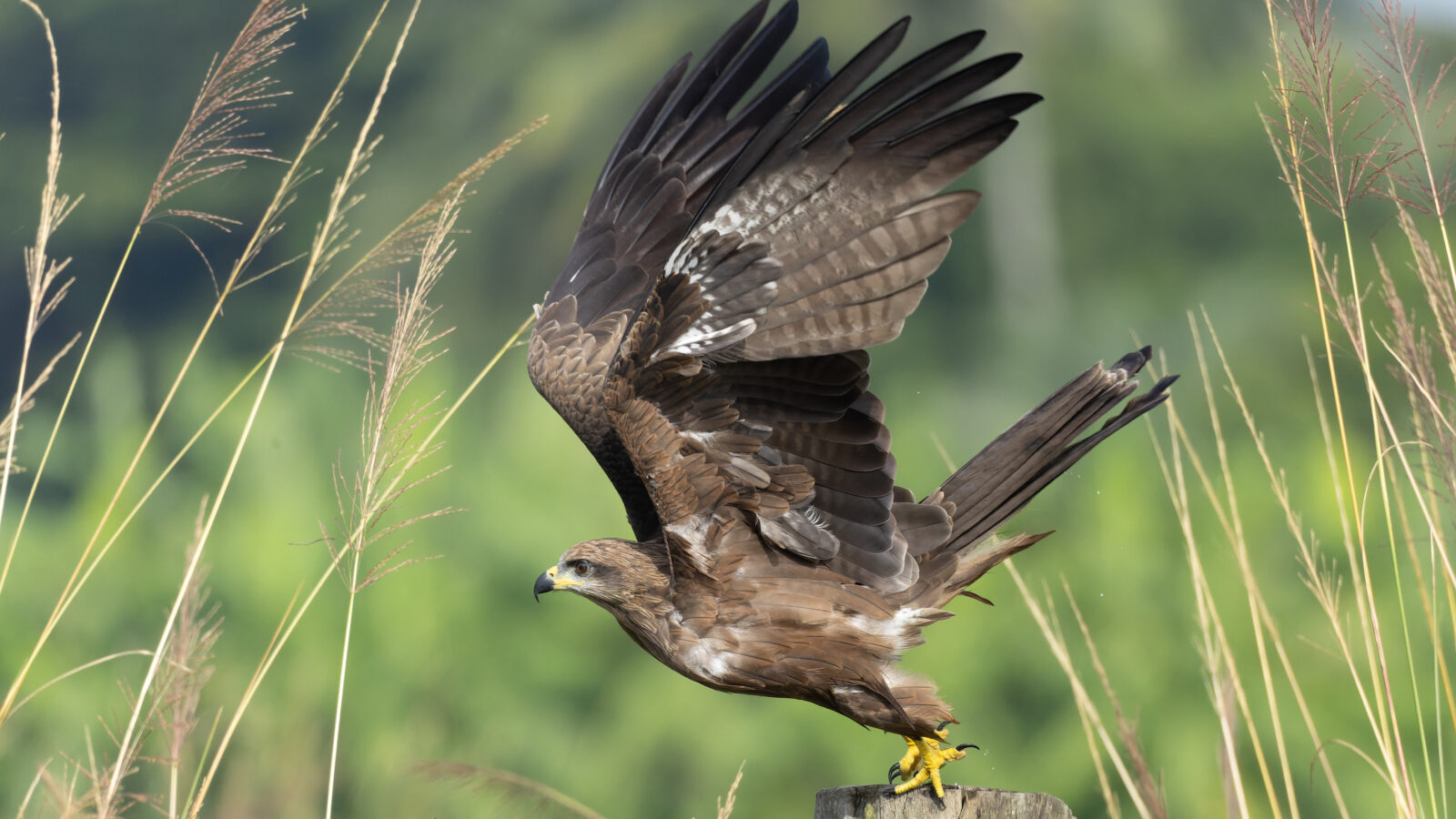 Black Kite