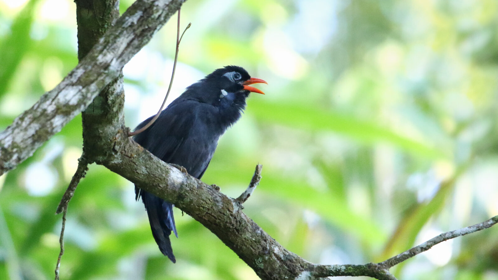 Black Laughingthrush