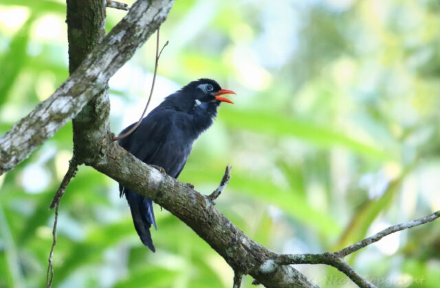 Black Laughingthrush