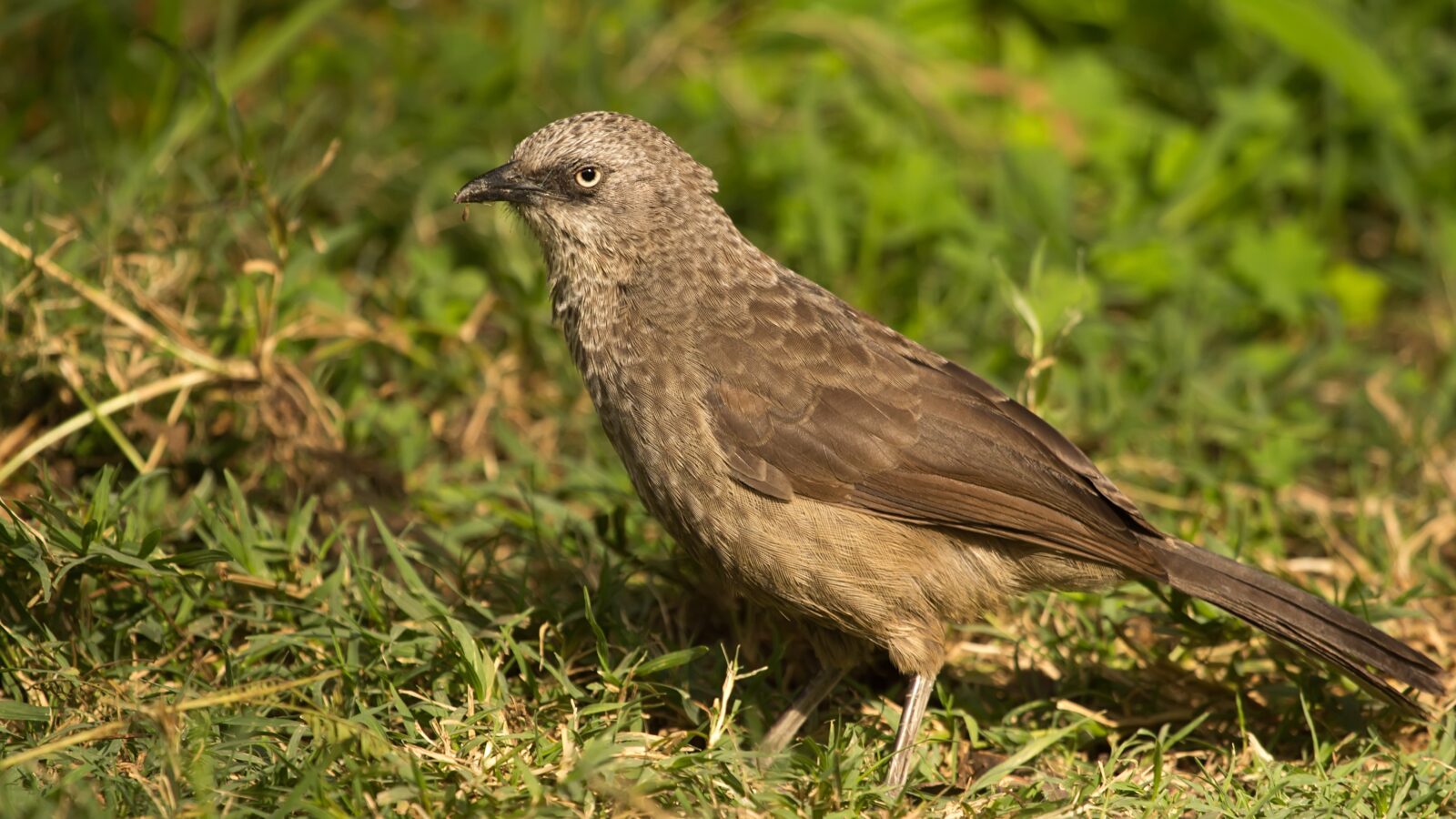 Black-lored Babbler
