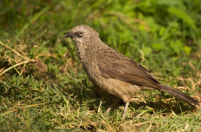 Black-lored Babbler