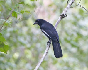 Malayan Black Magpie