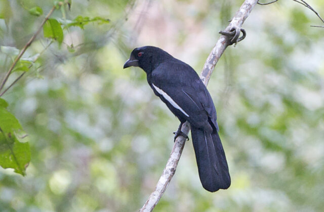 Malayan Black Magpie