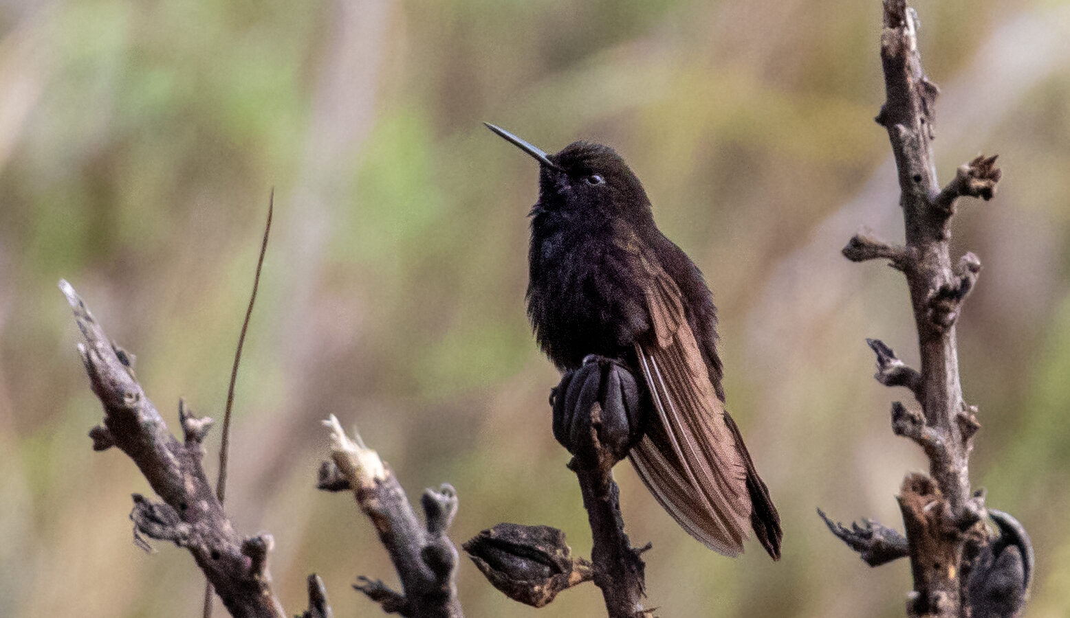 Black Metaltail