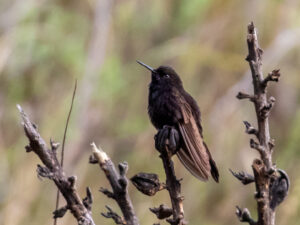 Black Metaltail